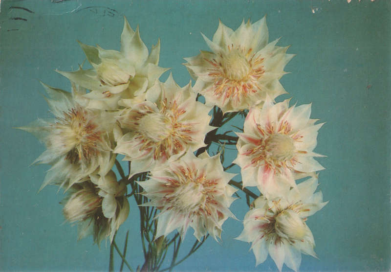 USED POST CARD