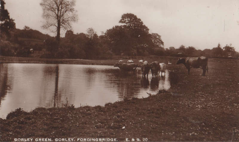 MINT POST CARD