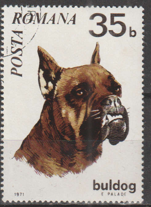 THEMATIC DOGS POLAND CTO