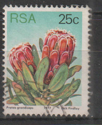 RSA 1977 Flora - Protea Plants UNH