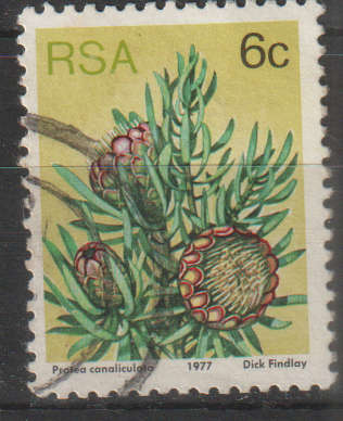 RSA 1977 Flora - Protea Plants ULH