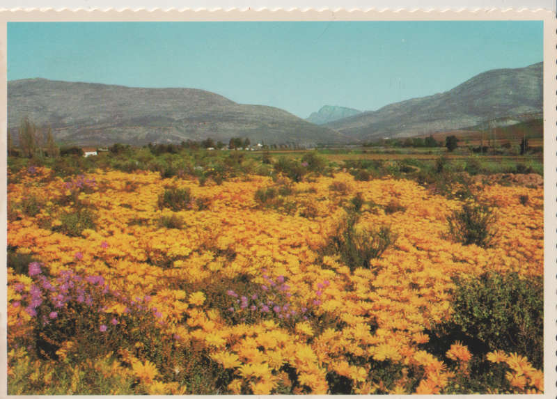 MINT POST CARD SA