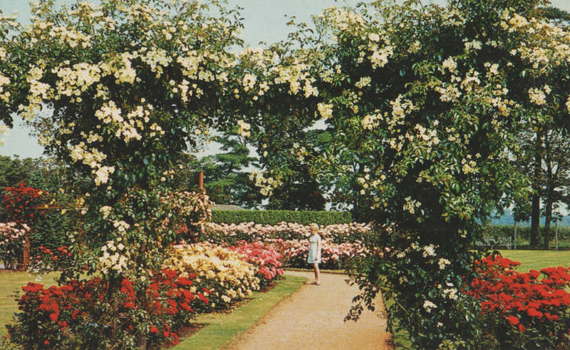 MINT POST CARD