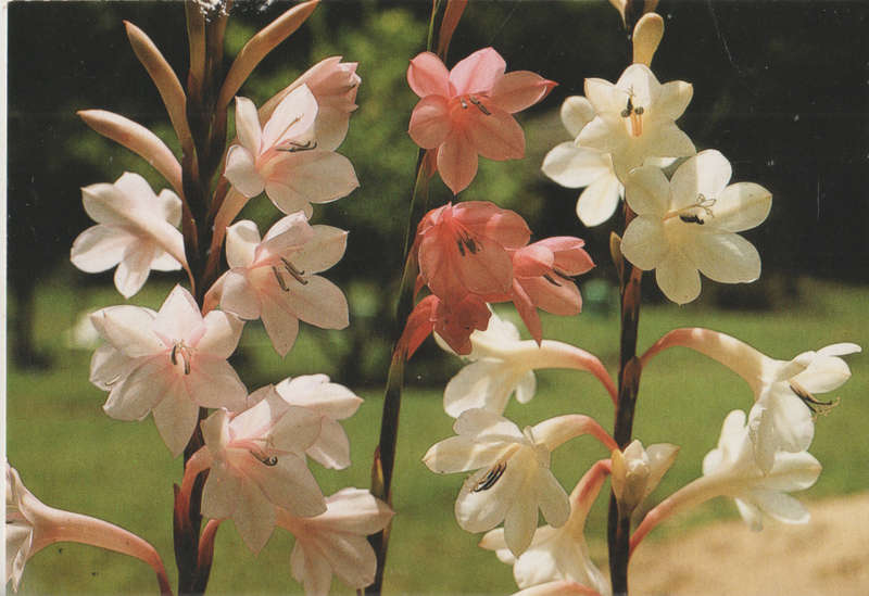 MINT POST CARD SA