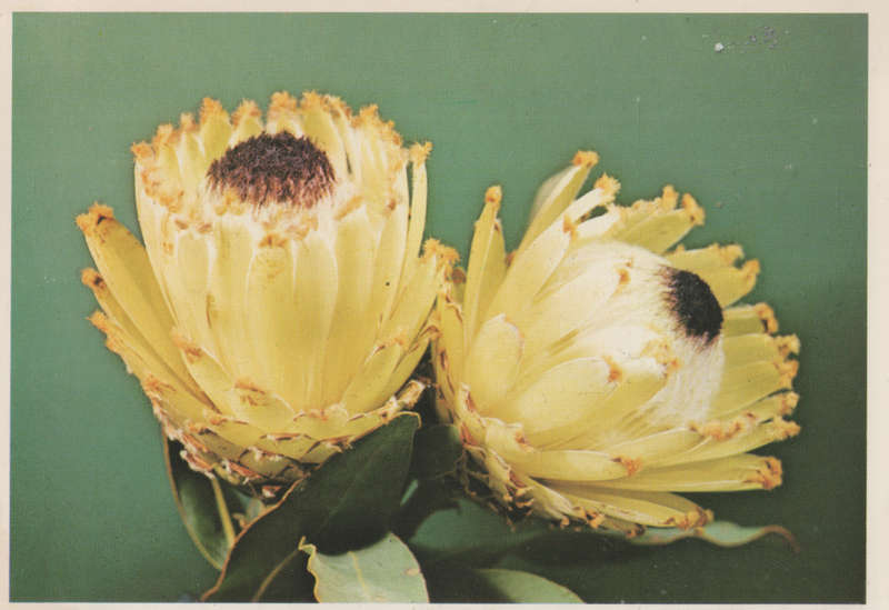 MINT POST CARD SA