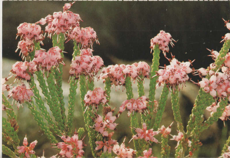 MINT POST CARD SA