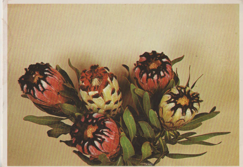 MINT POST CARD SA