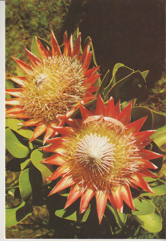 MINT POST CARD SA