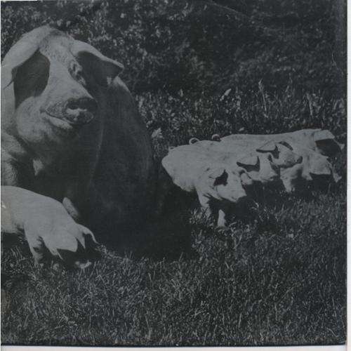 Pink Floyd - Live Best of Tour '72    LP