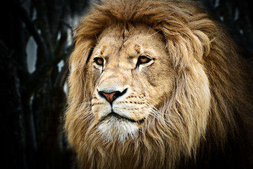 LION ROAR CD BUNDLE