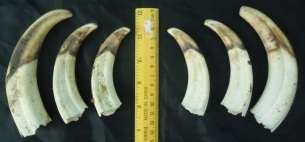 Old Used Warthog Tusks (Sizes Differ)