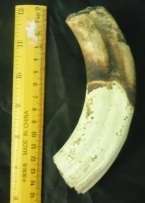 Used Single Warthog Tusk