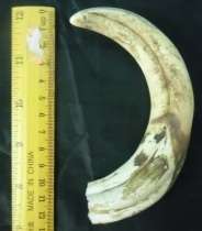 Used Single Warthog Tusk