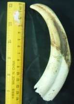 Used Single Warthog Tusk