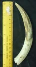 Used Single Warthog Tusk
