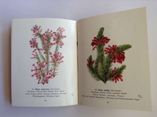 Protected Wild Flowers of the Cape Province by Kidd, M.M., Olivier, P.J. (foreword)