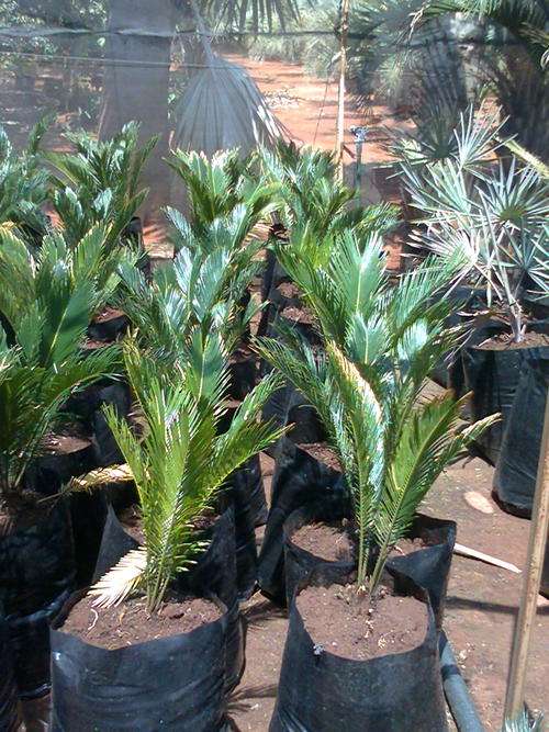 Cycas Revoluta seedlings 1-2 leaves (Special order)