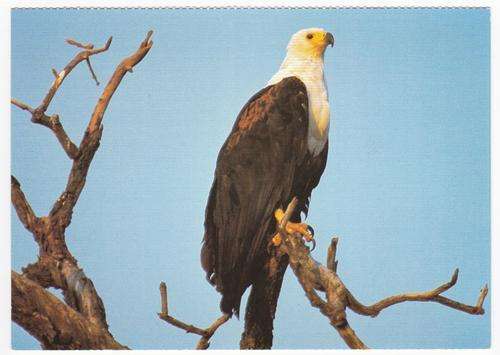 Postcard - Fish Eagle, Zululand, South Africa - unused