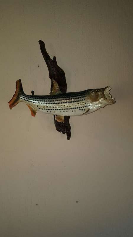 Fantastic Locally mounted  60 cm Tiger fish