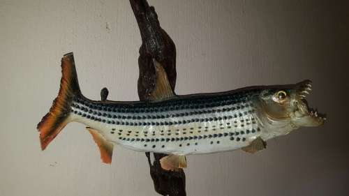 Fantastic Locally mounted  60 cm Tiger fish