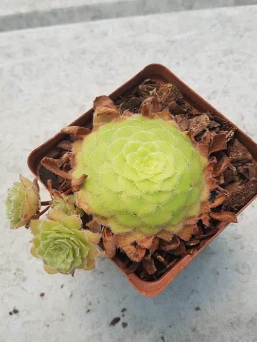 Aeonium tabuliforme 2