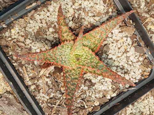 Aloe cv