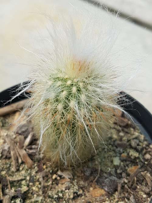 Cactus 2