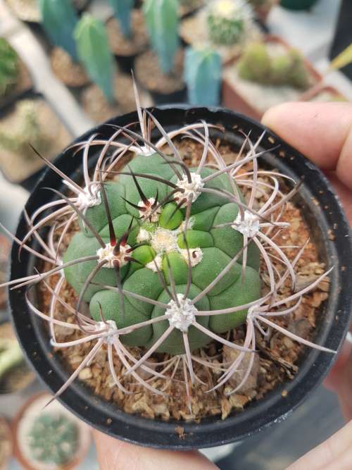 Cactus 3