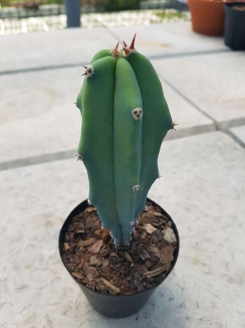 Cactus blue