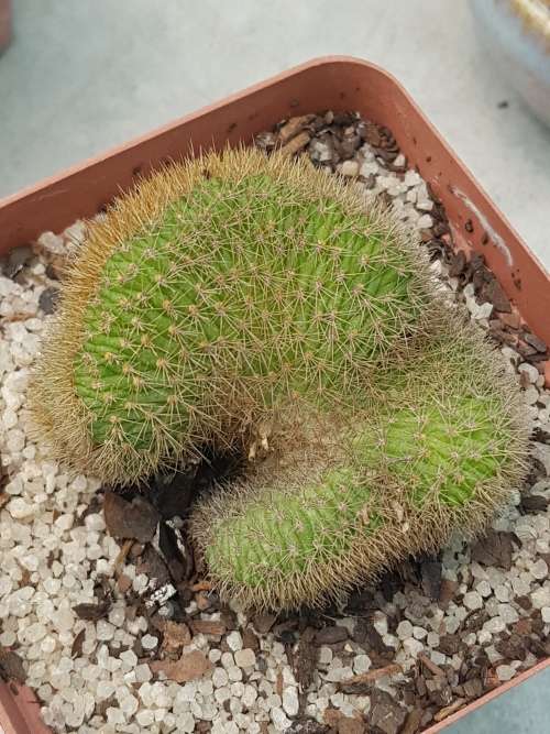 Cactus crested