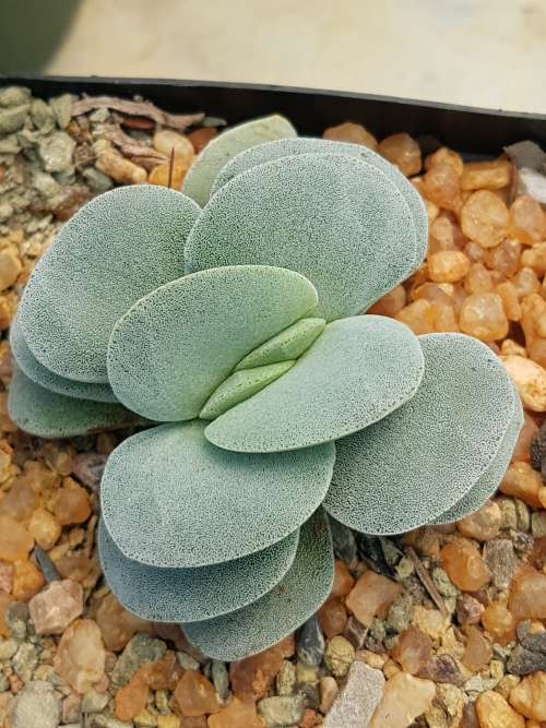 Crassula morgan's beauty