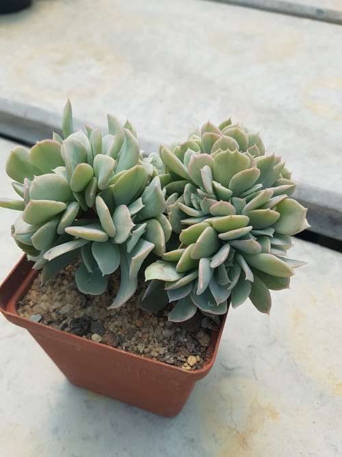 Echeveria topsy turvy crested