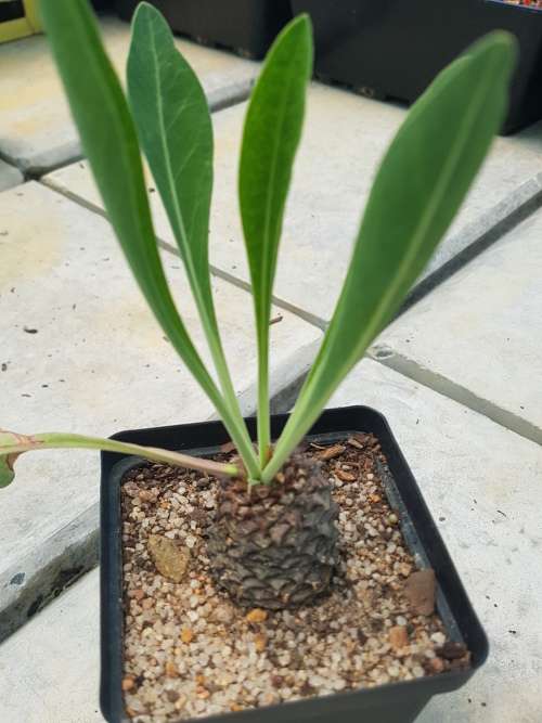 Euphorbia bupleurifolia