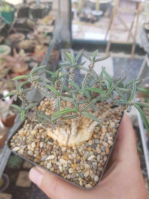 Euphorbia cylindrifolia ssp. tuberifera