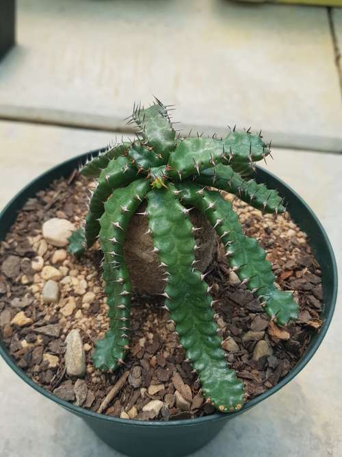 Euphorbia stellata 1