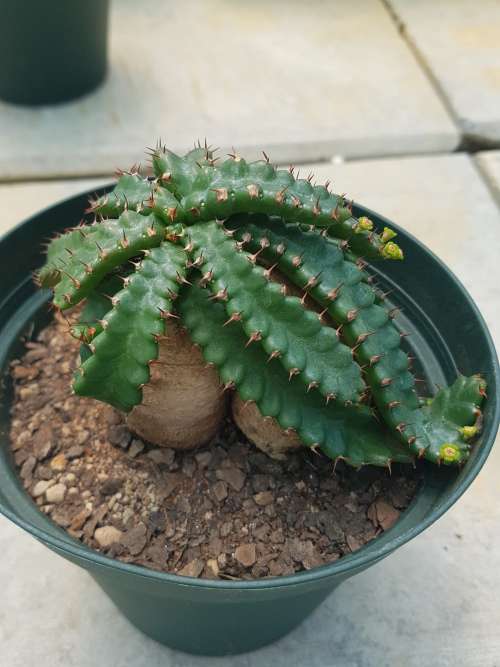 Euphorbia stellata 2