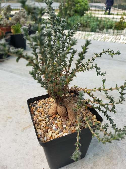 Trichodiadema bulbosum 1