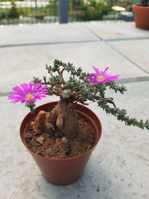 Trichodiadema bulbosum 2