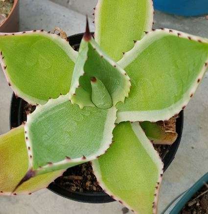 Agave variegated