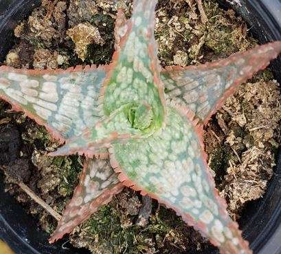 Aloe hybrid