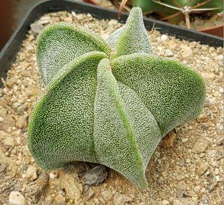 Astrophytum 1