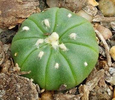 Astrophytum Plant