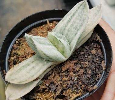 Gasteria variegated