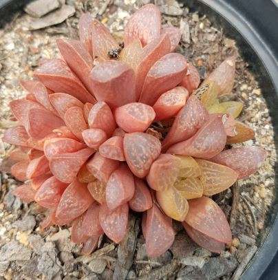 Haworthia 3