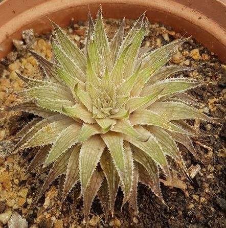 Haworthia 5