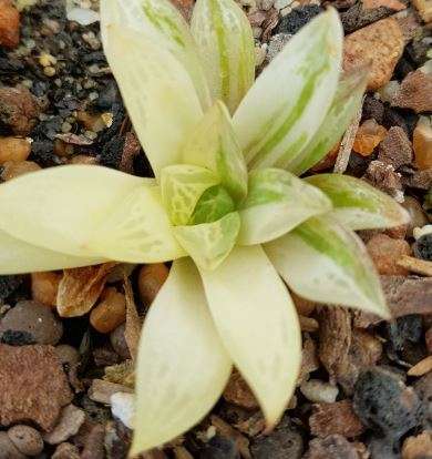 Haworthia variegated
