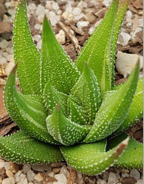 Haworthia variegated 1