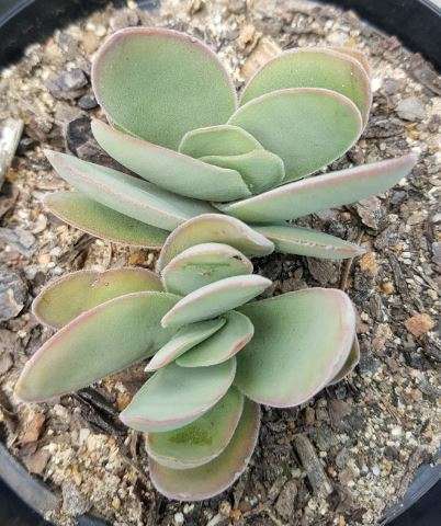 Crassula 1