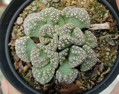 Titanopsis calcarea
