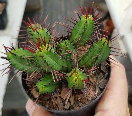 Euphorbia enopla